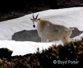 photo of Deer Mountain Trail area wildlife