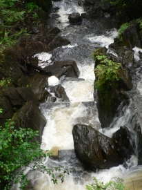 photo of Cable Creek Fishpass area wildlife