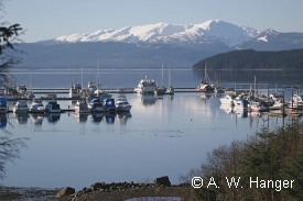 photo of Auke Bay area wildlife