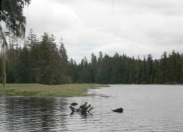 photo of Staney Creek area wildlife