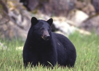 photo of Dog Salmon Fishpass area wildlife