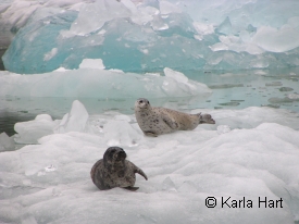 photo of Tracy Arm area wildlife