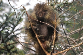 photo of Chilkat State park area wildlife