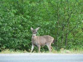 photo of Out the Road area wildlife