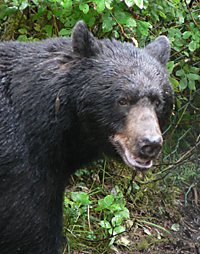 black bear